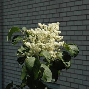 Lilac, Japanese Tree 'Snowcap'