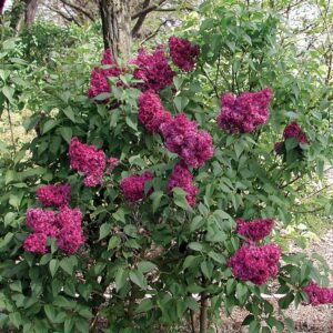 Lilac, 'Burgandy Queen'