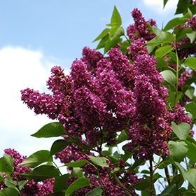 Lilac, 'Charles Joly'