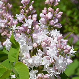 Lilac, 'Krasavitsa Moscovy'