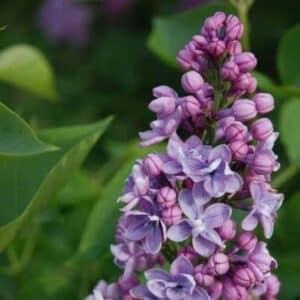 Lilac, 'Paul Thirion'