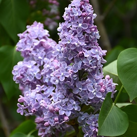 Lilac, 'President Grevy'
