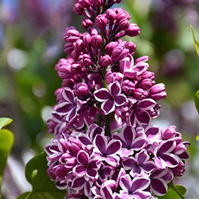 Lilac, 'Sensation'
