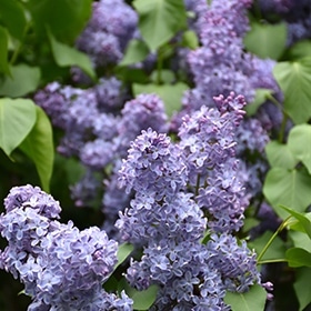Lilac, 'Wedgewood Blue'