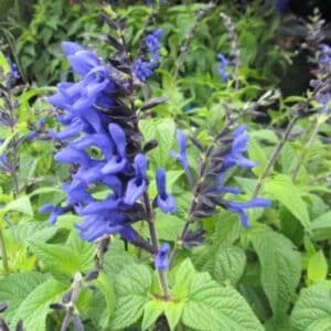 Salvia - 4"pot