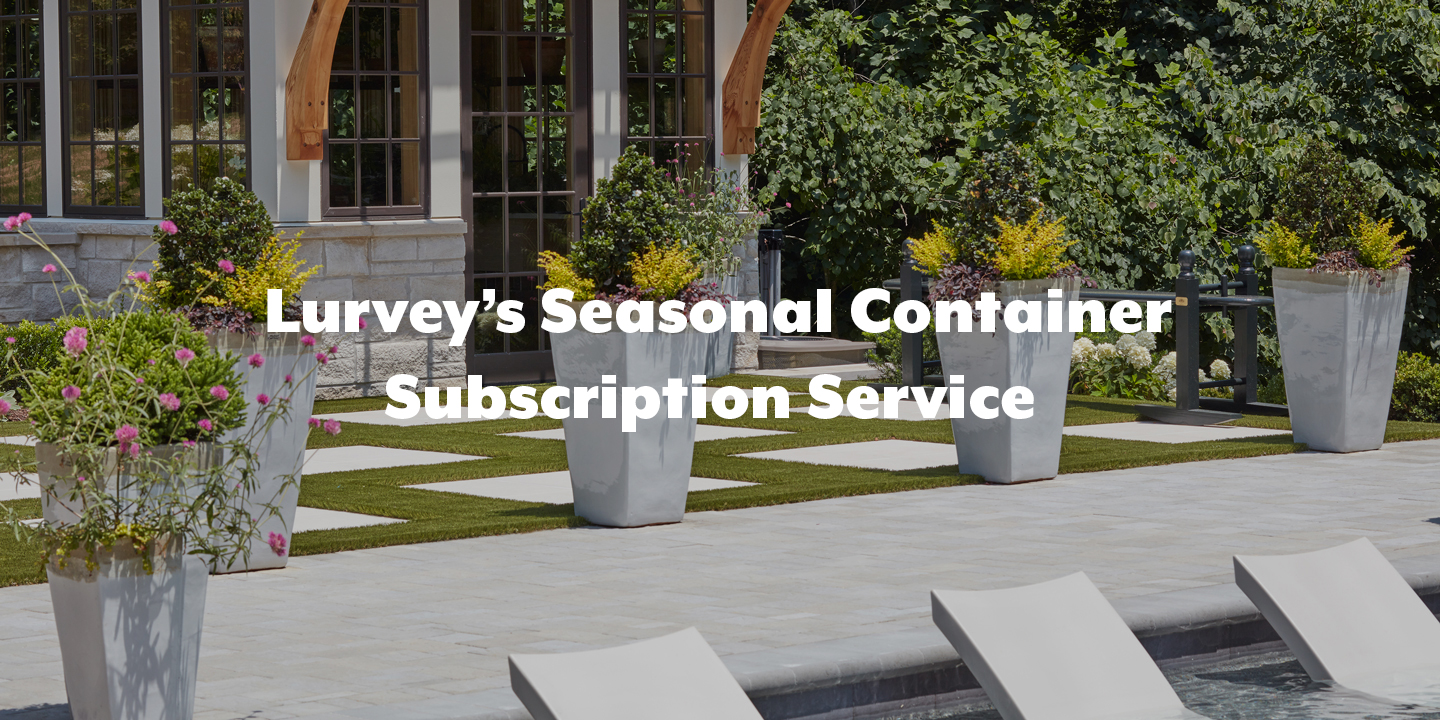 beautiful seasonal containers by pool