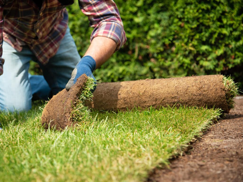 Homeowner laying out sod in yard
