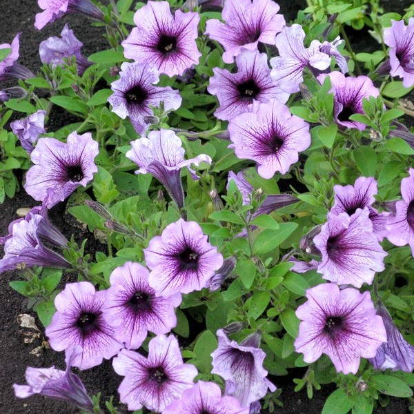 Spring Season Annuals