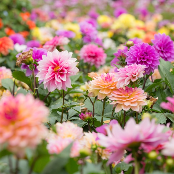 Summer Flowering Bulbs