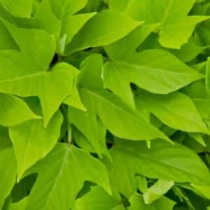 Sweet Potato Vine - 4"pot