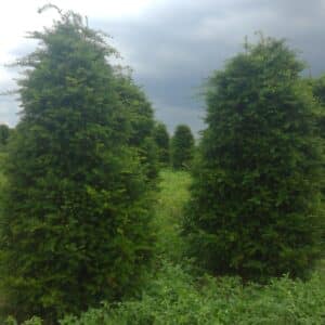 Yew, Japanese Pyramidal Natural 4.0'