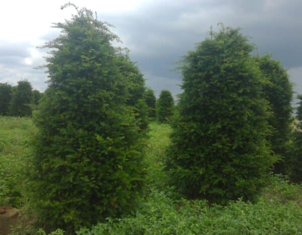 Yew, Japanese Pyramidal Natural 6.0'