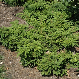 Yew, Emerald Spreader