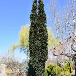 Yew, Beanpole