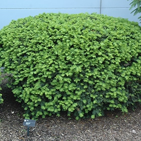 Yew, Dense