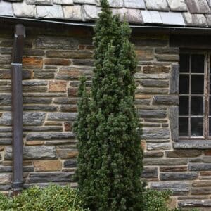 Yew, 'Fastigiata'