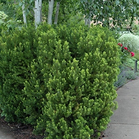 Yew, Hicks 5.0'