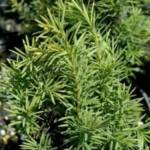 Yew, H. M. Eddie 5.0'