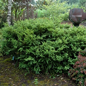 Yew, 'Tauntonii'