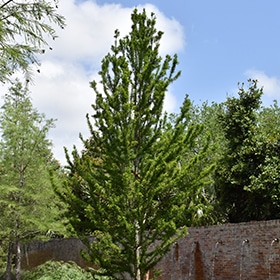 Cypress, Bald Peve Minaret