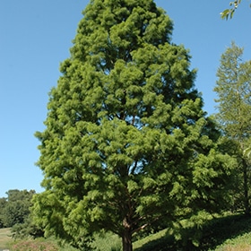 Cypress, Bald 'Shawnee Brave'