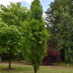 Cypress, 'Lindsey's Skyward'