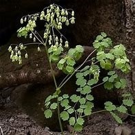 Early Meadow Rue
