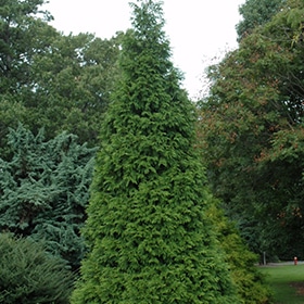 Arborvitae, 'Green Giant' 6.0'