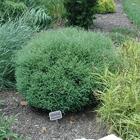 Arborvitae, 'Mr. Bowling Ball' #5