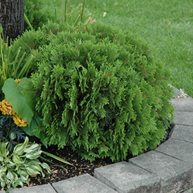 Arborvitae, 'Danica' Dwarf #2/#3
