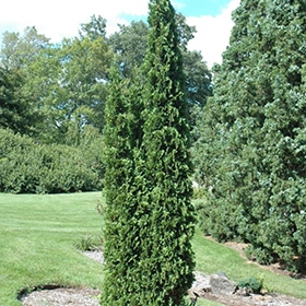 Arborvitae, 'Degroot Spire'