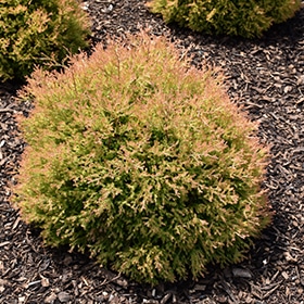 Arborvitae, 'Fire Chief'