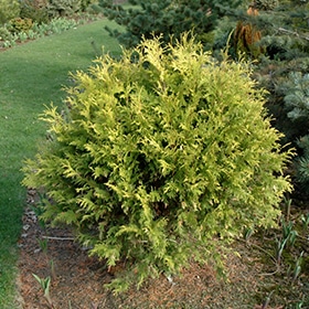 Arborvitae, 'Golden Globe'