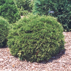 Arborvitae, 'Hetz Midget' #2/#3