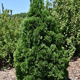 Arborvitae, 'Holmstrup'