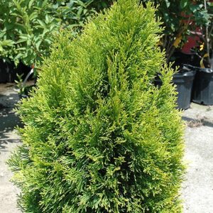 Arborvitae, 'Janed Gold'