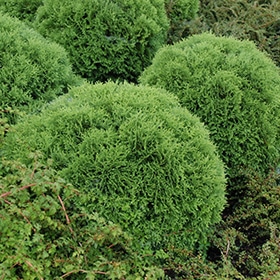 Arborvitae, 'Little Giant'