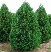 Arborvitae, 'Dark Green' 6.0'