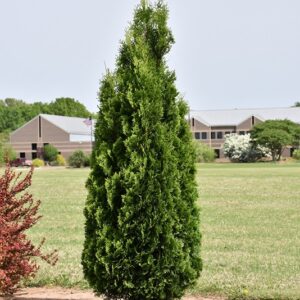 Arborvitae, 'North Pole'