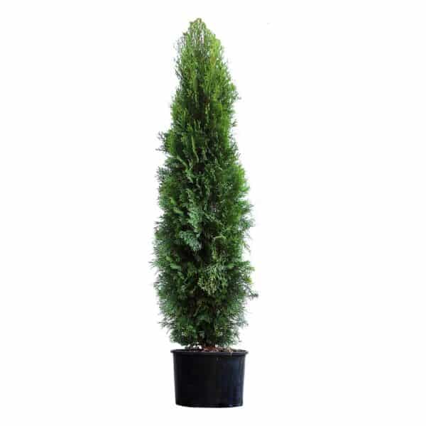 Arborvitae, 'Emerald' - Image 3