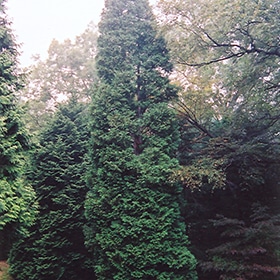 Arborvitae, 'Wintergreen' 8.0'