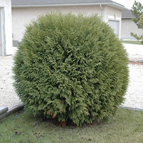 Arborvitae, 'Woodward' 24"