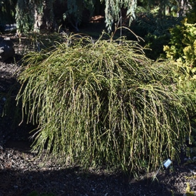 Arborvitae, 'Whipcord' Western #2/3