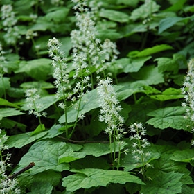 Foamflower