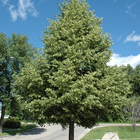 Linden, European 'Greenspire' 2.0"