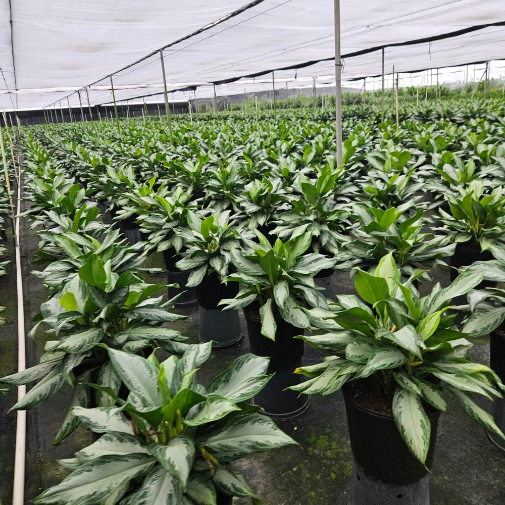Aglonema in growers house
