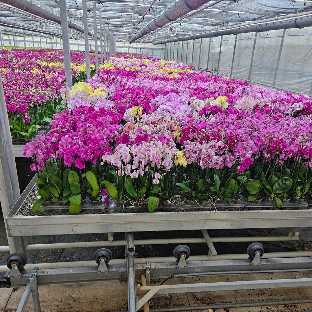 Orchids in a growers house