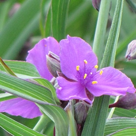 'Concorde Grape' Spiderwort