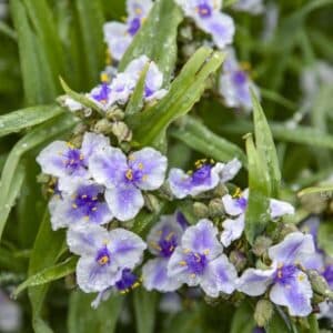 'Webmaster' Spiderwort