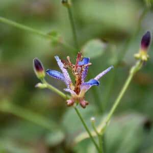 'Dark Beauty' Toad Lily